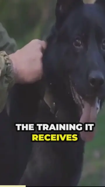 'Video thumbnail for are german shepherds dangerous_ (2)'