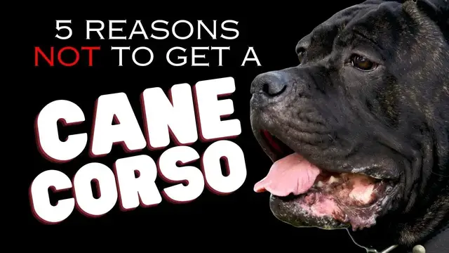 'Video thumbnail for 5 Reasons NOT to Get a Cane Corso - Dogs 101'
