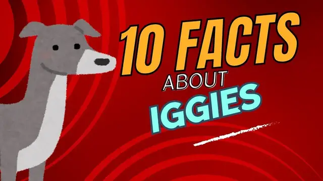 'Video thumbnail for Top 10 Facts About Italian Greyhounds'