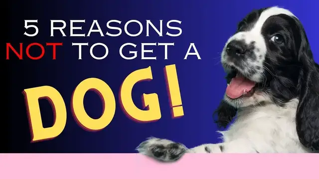 'Video thumbnail for 5 Reasons Not to Get a Dog- Dogs 101'
