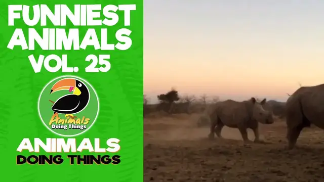 'Video thumbnail for Funny Dogs Vol. 25 | Animals Doing Things'