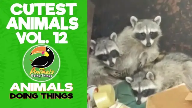'Video thumbnail for Funny Animals Vol. 12 | Animals Doing Things'