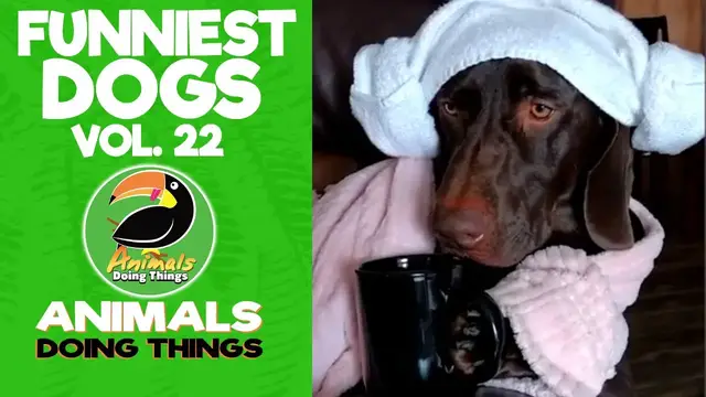 'Video thumbnail for Funny Dogs Vol. 22 | Animals Doing Things'