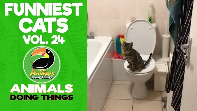 'Video thumbnail for Funny Cats Vol. 24 | Animals Doing Things'