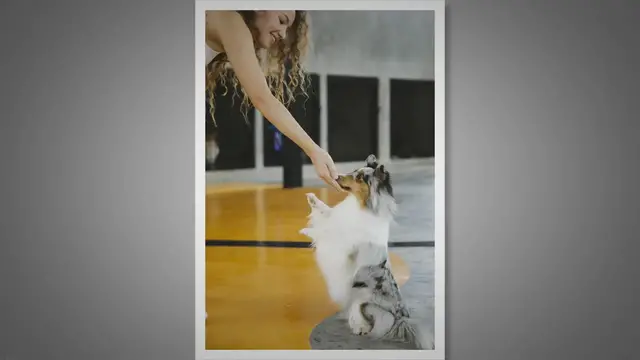 'Video thumbnail for Mastering Dog Training: Unveiling the Bubble Theory'