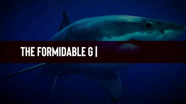 'Video thumbnail for Killer Whale vs Great White Shark - WHO WILL WIN?'