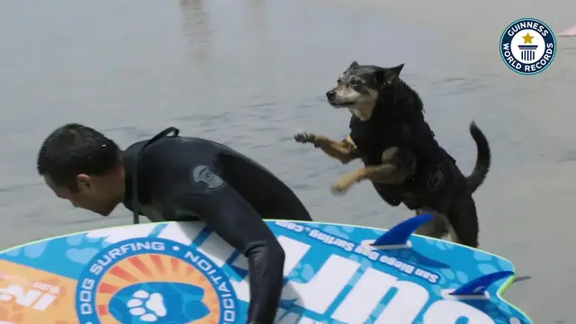 'Video thumbnail for Dog learns how to surf gnarly waves'
