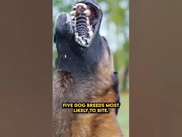 'Video thumbnail for 🚨 Watch Out: Top 5 Dog Breeds Most Likely to BITE! #dogbreeds #top5'