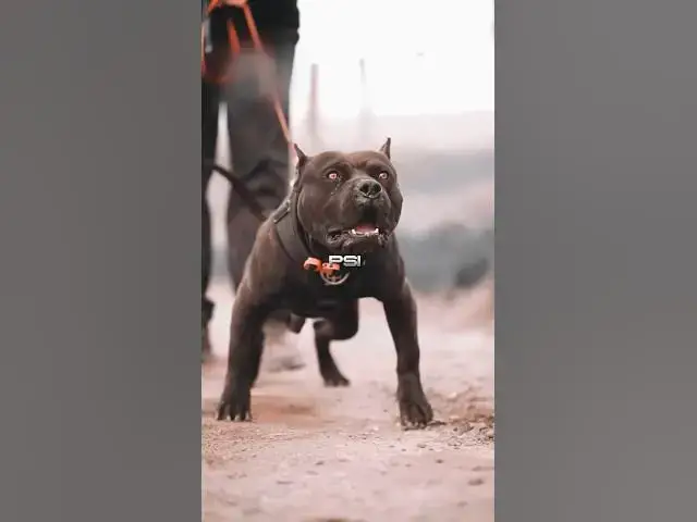 'Video thumbnail for 3 Reasons Why You Shouldn’t Get an XL Bully #bully'