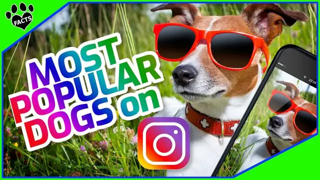 'Video thumbnail for Top 10 Most Instagrammable Dog Breeds: Meet the "It Dogs" of Social Media!'