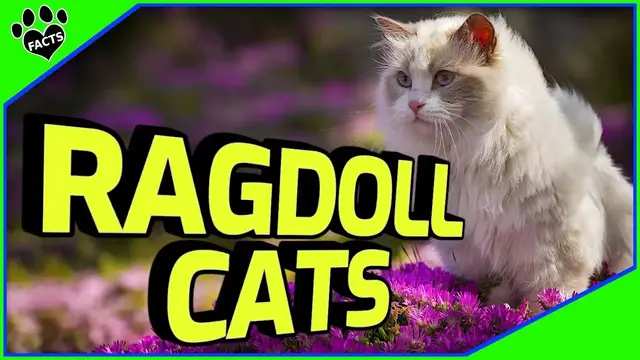 'Video thumbnail for Ragdoll Cats: The Ultimate Guide to Their History, Personality, and More!'