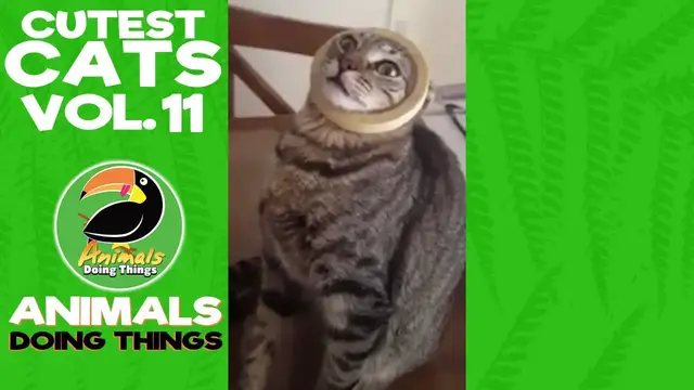 'Video thumbnail for Funny Cats Vol. 11 | Animals Doing Things'