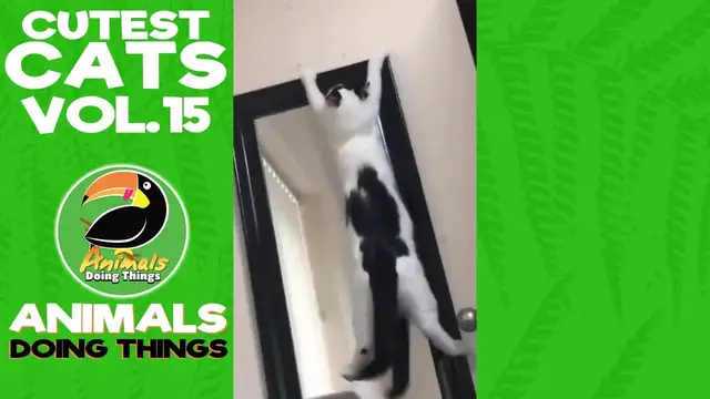 'Video thumbnail for Funny Cats Vol. 15 | Animals Doing Things'