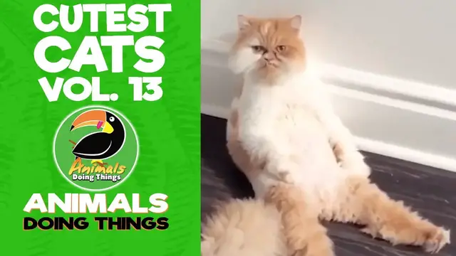 'Video thumbnail for Funny Cats Vol. 13 | Animals Doing Things'