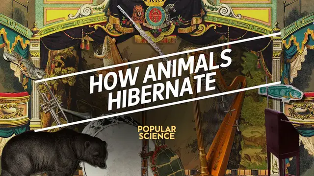 'Video thumbnail for How Animals Hibernate'