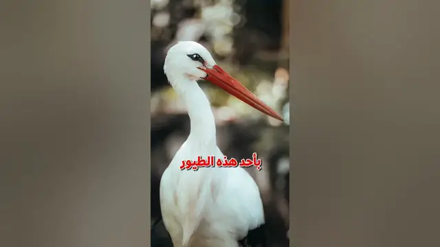 'Video thumbnail for السودان : ١ الجمعية البولندية : 0'