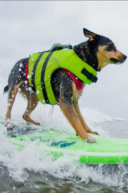 'Video thumbnail for Dog learns how to surf gnarly waves'