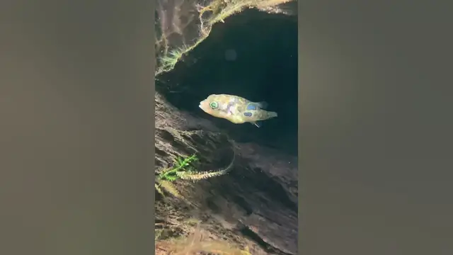 'Video thumbnail for Dwarf Puffer Fish - A 60 Second Guide'
