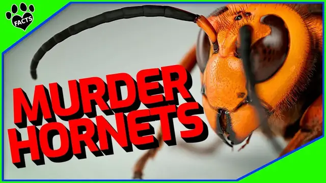 'Video thumbnail for 10 Shocking Facts About the Asian Giant Hornet (Murder Hornets)'