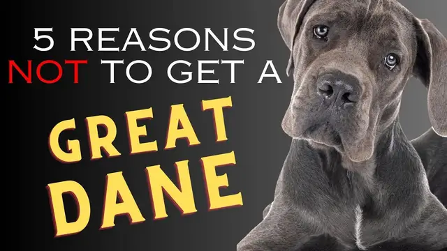 'Video thumbnail for 5 Reasons NOT to Get a Great Dane Dogs 101'