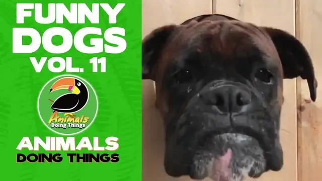 'Video thumbnail for Funny Dogs Vol. 11 | Animals Doing Things'
