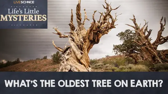 'Video thumbnail for What's The Oldest Tree On Earth?'