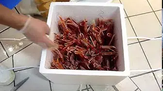 'Video thumbnail for Langoustines vivantes'