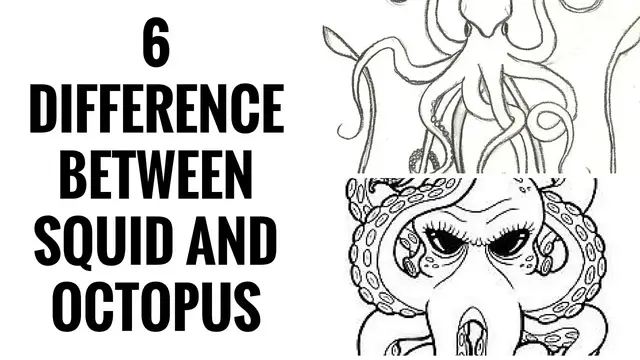 'Video thumbnail for Difference Between Squid and Octopus | Squid Vs Octopus A Comparison'