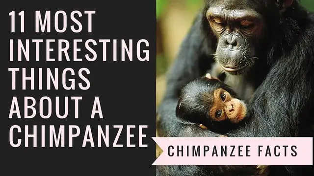 'Video thumbnail for Interesting Chimpanzee Facts | 11 Things That You Probably Don't Know About chimps'