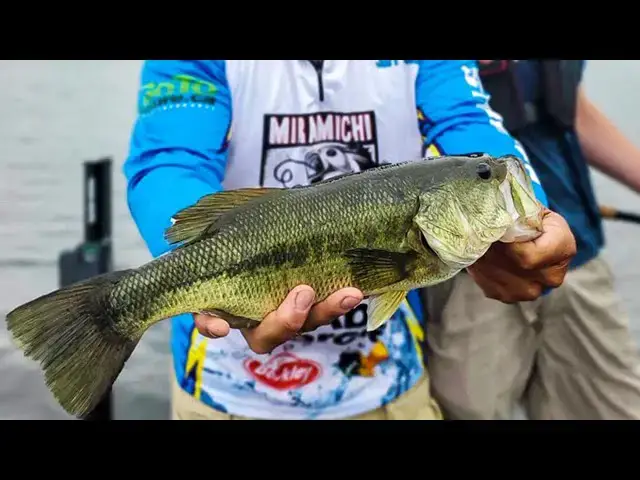 'Video thumbnail for Atlantic Canada's First-Ever "Official" Largemouth Bass'