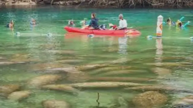 'Video thumbnail for Discovering the Pristine Beauty of Crystal River, Florida Beaches'