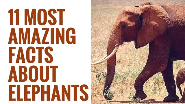 'Video thumbnail for Interesting Facts About Elephants | 11 Amazing Elephant facts | Elephant Facts for Kids'