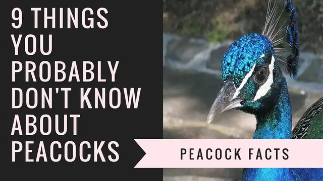 'Video thumbnail for Peacock Facts and Information | 9 Interesting Facts About Peacocks'