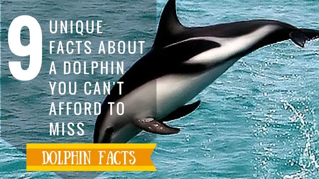 'Video thumbnail for 9 Dolphin Facts | Facts about Dolphins | Interesting Facts About Dolphins'