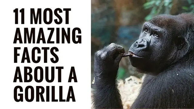 'Video thumbnail for Amazing Facts About gorillas | Interesting Gorilla Facts | Gorilla Facts For Kids'