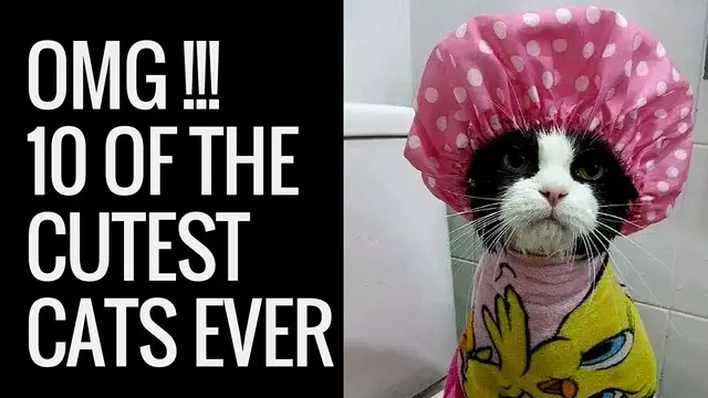 'Video thumbnail for Top 10 Cute Cats | Cute Kittens | Amazingly Cute Pictures of Cats'