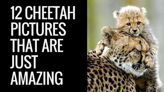 'Video thumbnail for 12 Amazing Cheetah Images | 12 Pictures of Cheetah | Cool Colection of Cheetah Pictures'