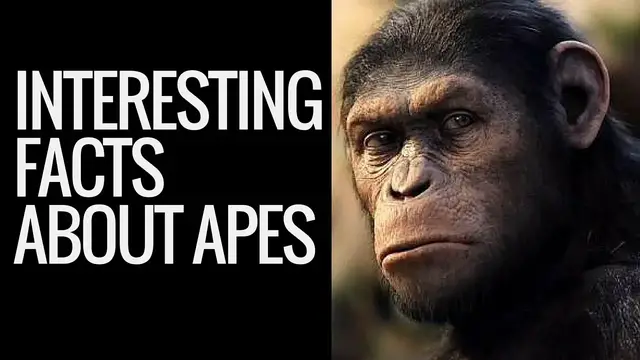 'Video thumbnail for Apes A General Idea | Ape Classification | Interesting Facts About Apes | Ape Facts'