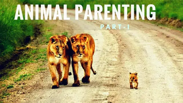'Video thumbnail for Cute Pictures of Animal Parents and Babies | Animal Parenting Part 1 | Animal Parental Care'