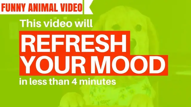 'Video thumbnail for Funny Animal Video: These Cute and Lovely Animals Will Make Your Day'