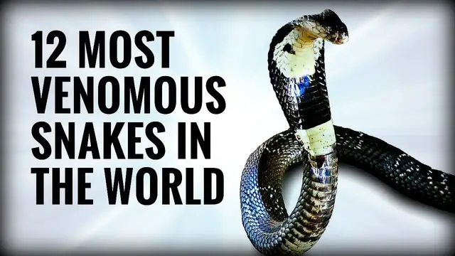 'Video thumbnail for Top 12 Venomous Snakes | Venomous Snakes Collection | 12 Most Venomous Snakes'
