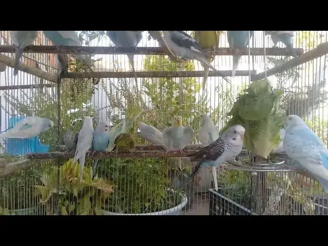 'Video thumbnail for 🐦 インコたちの朝のさえずりを一緒に聴こう'