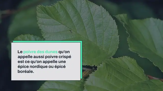 'Video thumbnail for Poivre des dunes, le poivre d’aulne (Québec)'