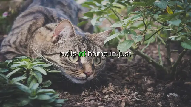 'Video thumbnail for Trimming Your Cat's Nails at Home: 5 Easy Steps'