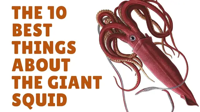 'Video thumbnail for The Giant Squid Facts | Squid Facts'
