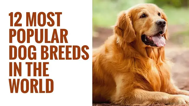 'Video thumbnail for 12 Most Popular Dog Breeds In The World | 12 Different Types Of Dogs'