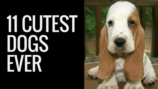 'Video thumbnail for Cute Dogs Compilation | A List Of Top Eleven Cute Small Dogs'