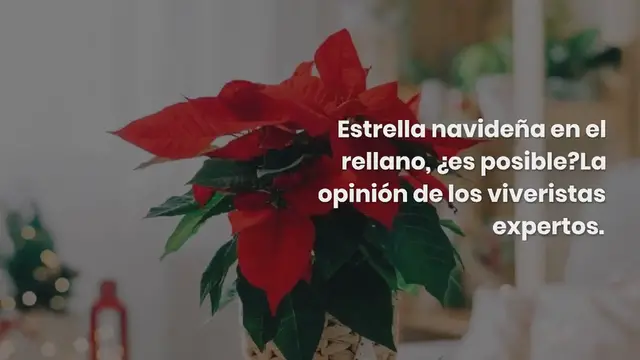 'Video thumbnail for Estrella navideña en el rellano, ¿es posible? La opinión de los viveristas expertos.'