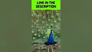 'Video thumbnail for Peacock's Dance in The Rain Will Make You Believe in Love Again #shorts'
