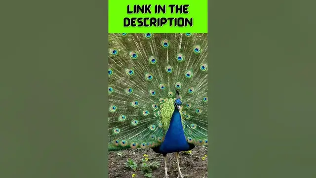 'Video thumbnail for Peacock's Dance in The Rain Will Make You Believe in Love Again #shorts'